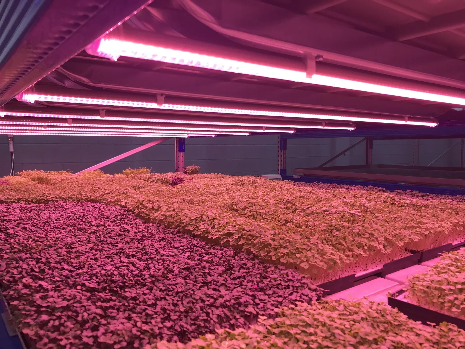Plantación con luz especial