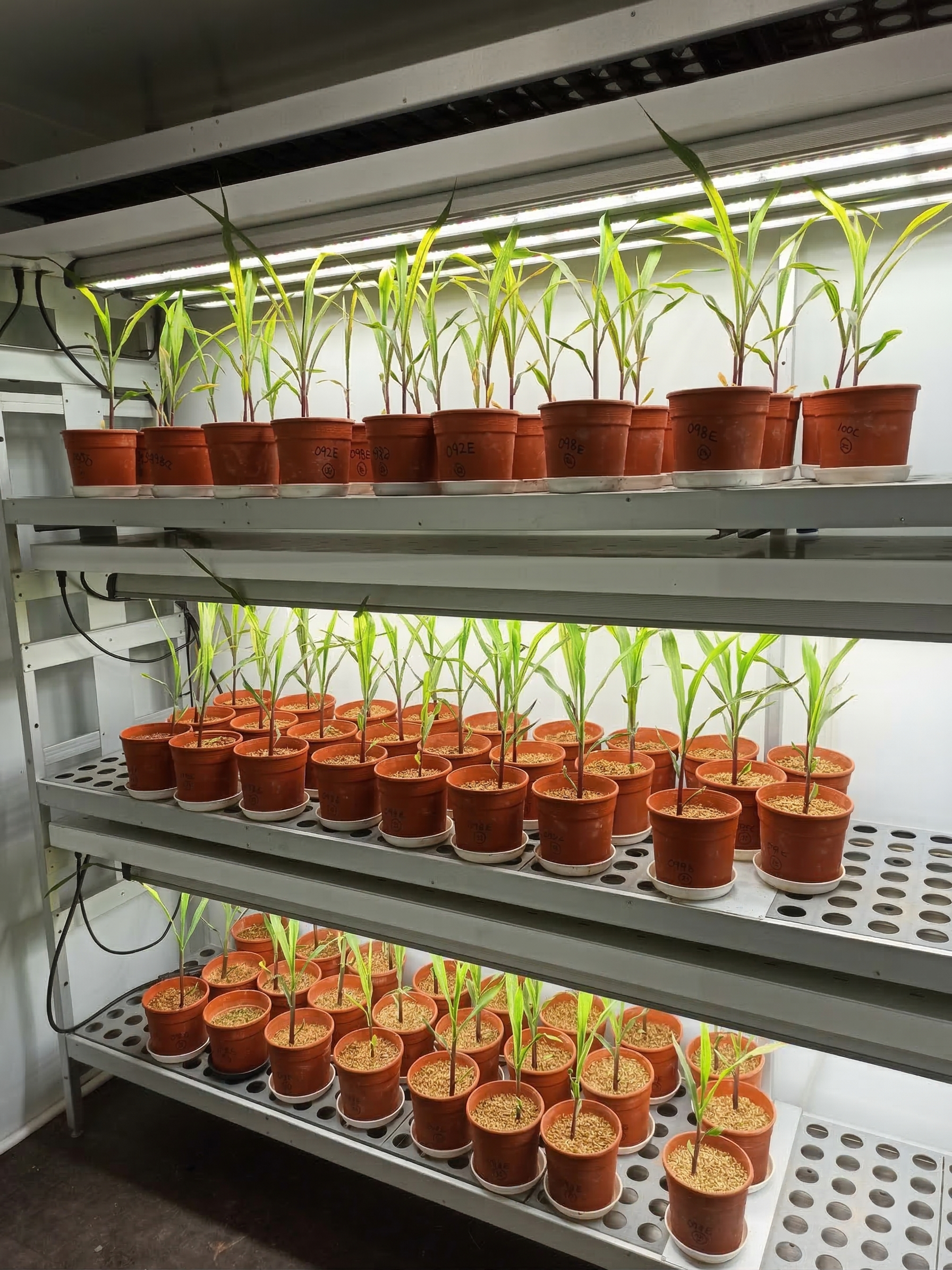 Interior del walk-in de biotecnología con iluminación LED de cultivo