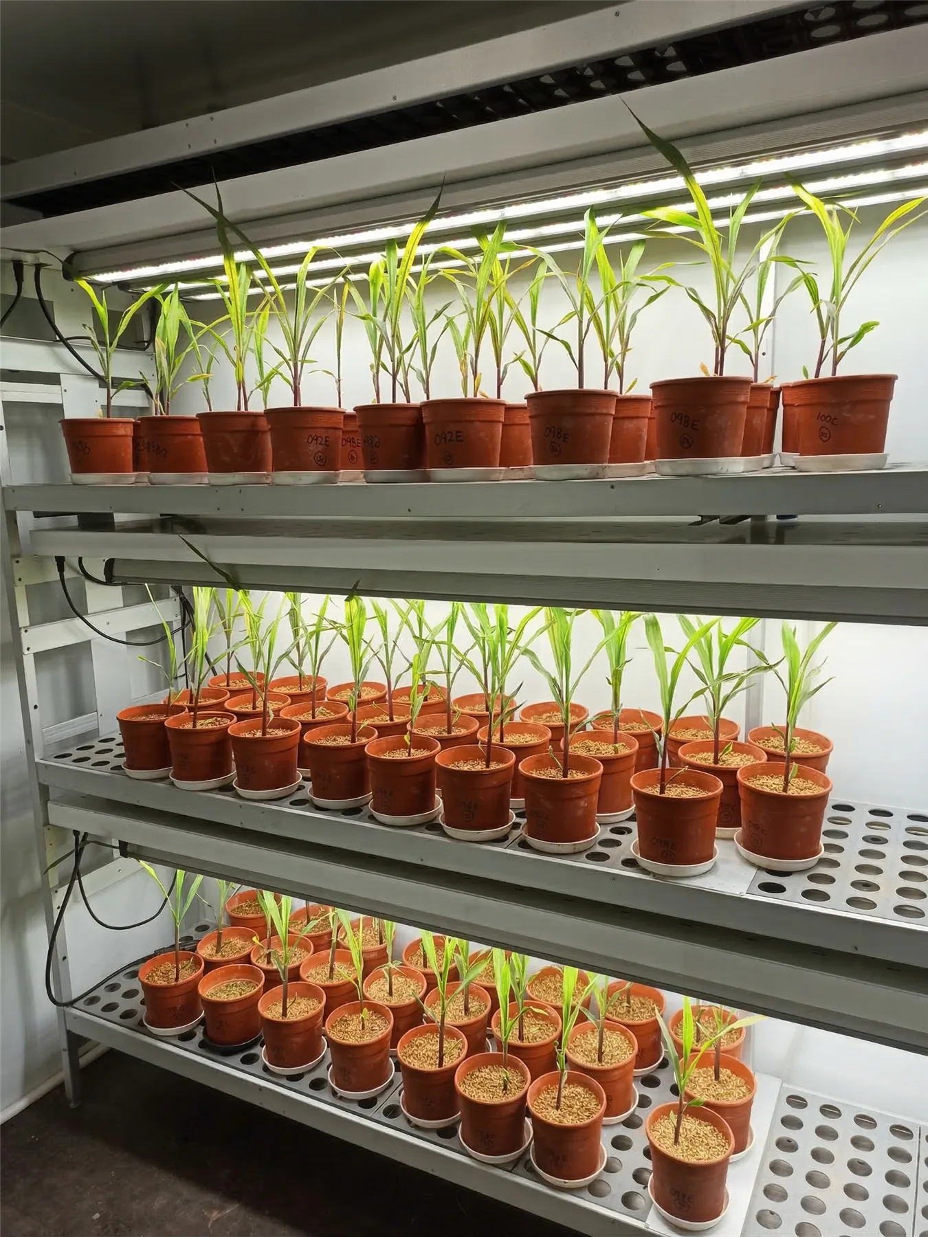 Interior del walk-in de biotecnología con iluminación LED de cultivo