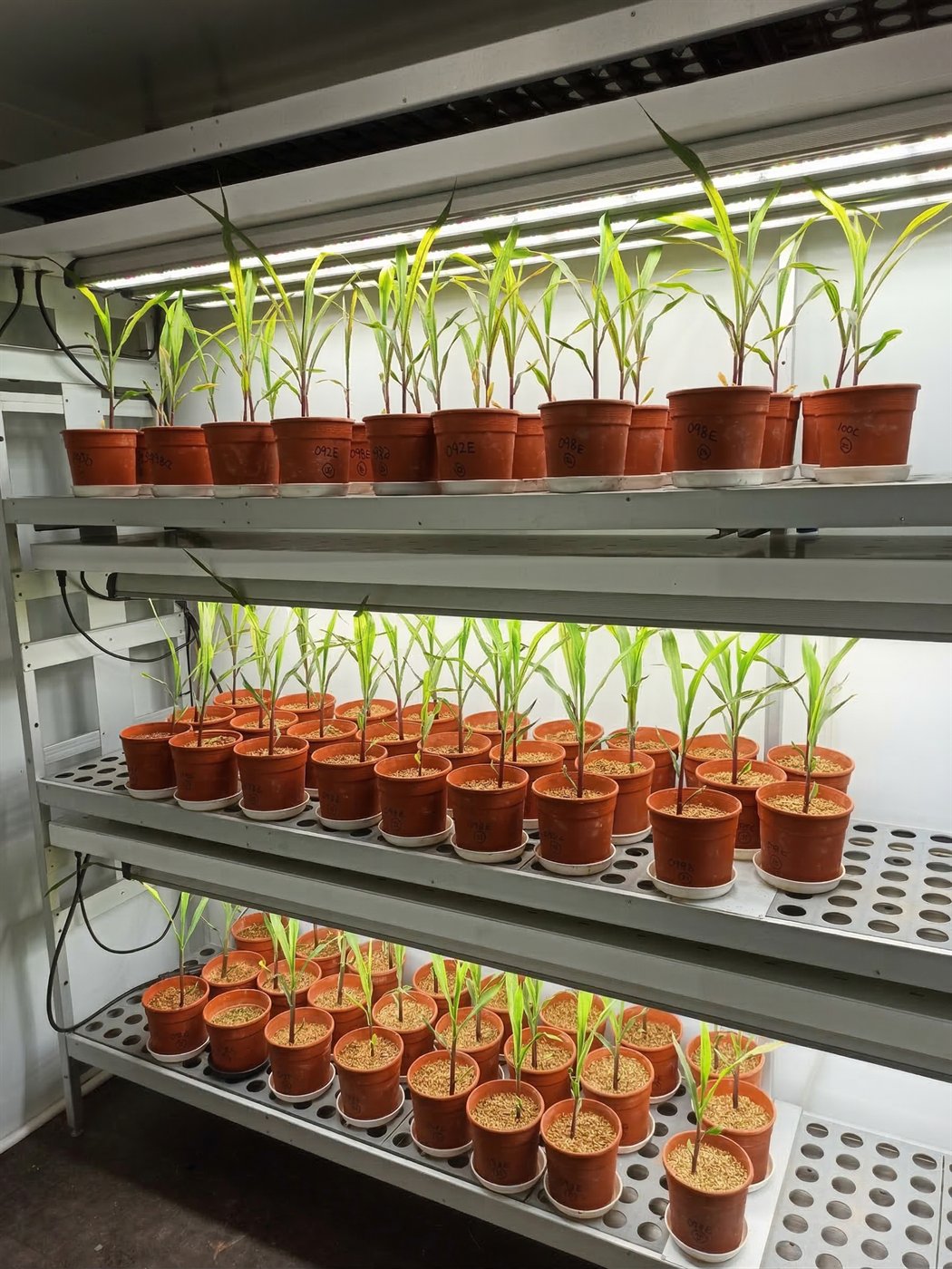 Walk-in de biotecnología con cultivos bajo luz